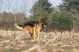 BERGER ALLEMAND 915